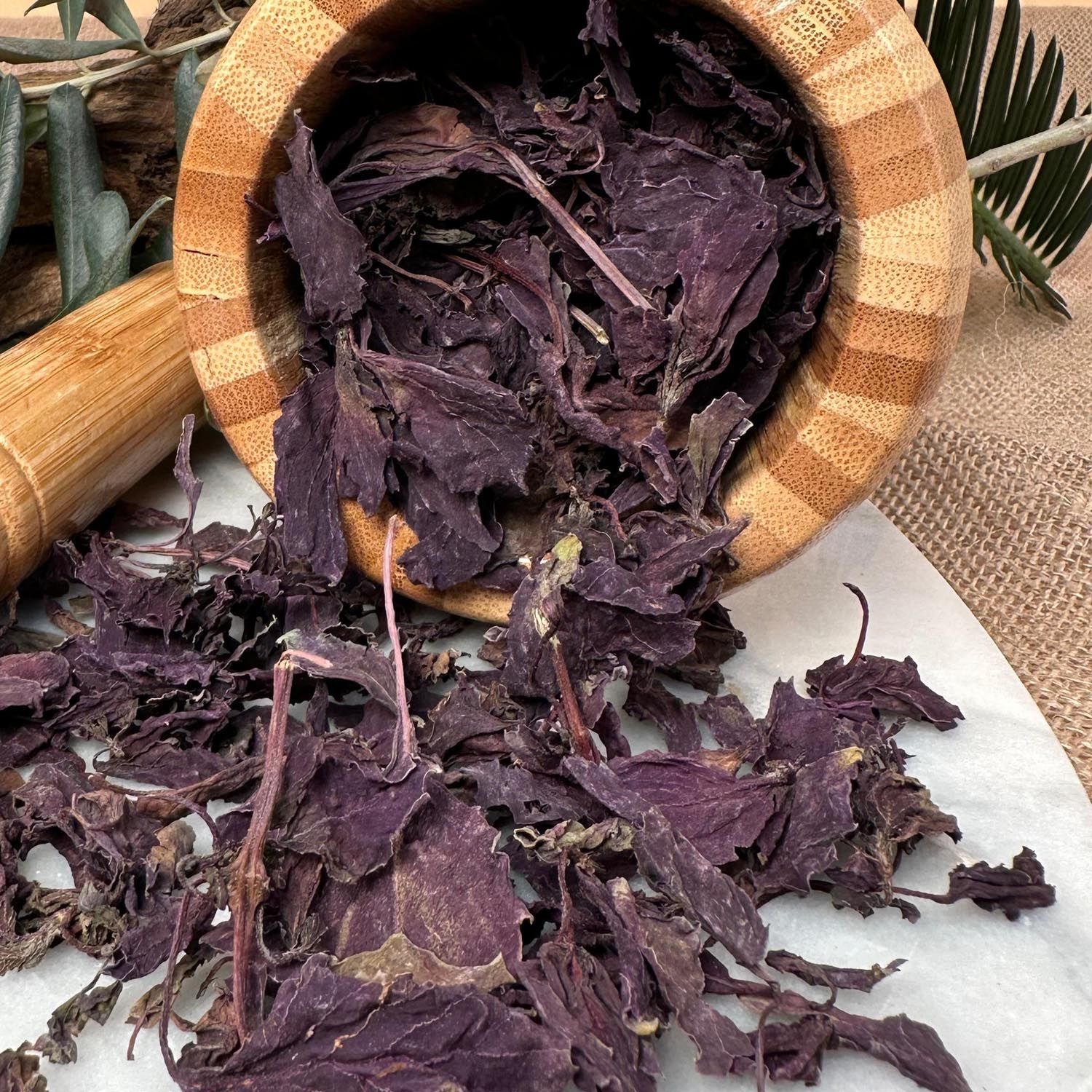 Yoğun Aromalı Mor Reyhan - 2